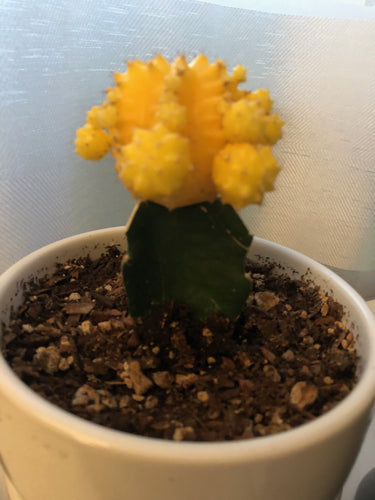 Big yellow-headed plant